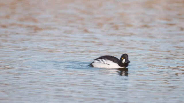 The close-up of Common goldeneye (Bucephala clangula), swim in Suomenoja bird area, Espoo, Finland.