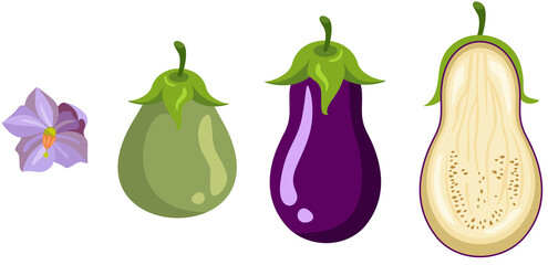 Eggplant growth stages isolated on white