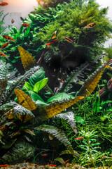 A green beautiful planted tropical freshwater aquarium with fishes,zebra angelfish pterophyllum...