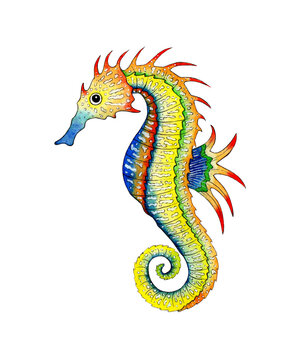 Watercolor illustration of a multicolored seahorse. Stingray fish. Ocean dwellers. Isolated over white background. Hand-drawn.