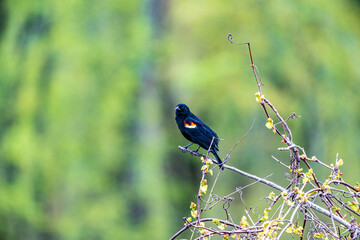 Red Winged blackbird on a branch