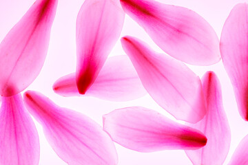 Magnolien Blüten abstrakt nebeneinander lila