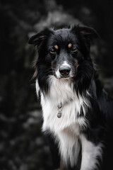 Australian shepherd