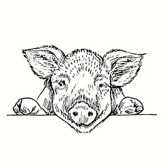 Lovely piglet muzzle front view. Ink black and white doodle drawing in woodcut style.