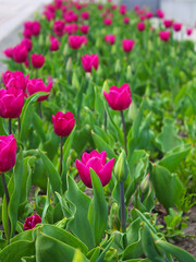 Blurred background. Tulip. The purple flower grows. Bright floral background. Blooming red tulip flower on a blurred background. Bright wallpaper Spring flowers.
