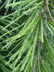 Gocce di pioggia pino