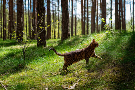 A domestic Bengal cat walks through a pine forest. Silhouette of a kitten on a background of grass.