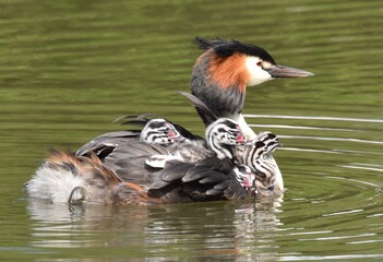 Haubentaucher mit Küken auf einem See © Antje