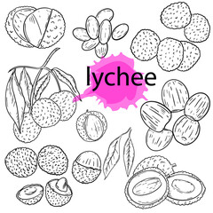 Lychee fruit hand engraved set. Sketch of whole and halved berries, peeled fruits, a branch with fruits. Growing lychee. Collection of eco friendly products, vector illustration