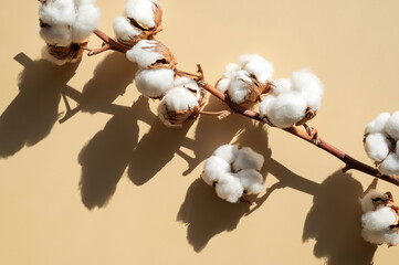Branch with white cotton flowers with sun shadows on beige background flat lay. Delicate light beauty cotton background. Natural organic fiber, agriculture, cotton seeds, raw materials for fabric - obrazy, fototapety, plakaty