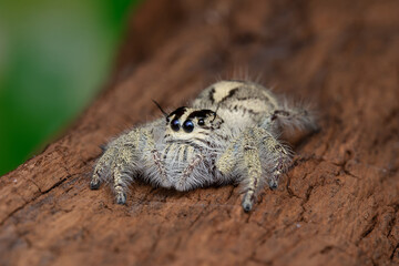 Macro photo ,Jumping spider on a green leaf