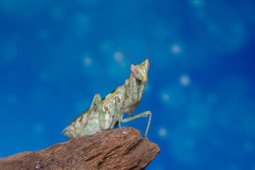 Mantis from family Sphondromantis (probably Spondromantis viridis). Common names include African mantis, giant African mantis or.Pink orchid mantis camouflaged on flowers habitat.