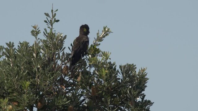 a yellow-tailed black cockatoo feeding in a banksia tree near forster in nsw, australia