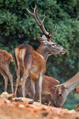 Naklejka na ściany i meble Red Deer, Cervus elaphus, Rutting Season, Monfrague National Park, Biosphere Reserve, Caceres Province, Extremadura, .Spain, Europe.