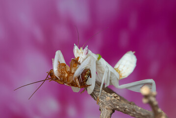 white praying mantis on dead branches / Mantis religiosa