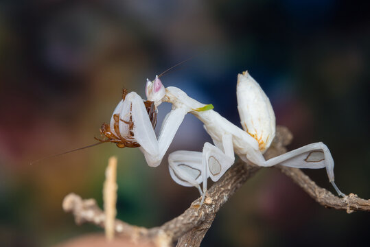 Mantis from family Sphondromantis (probably Spondromantis viridis). Common names include African mantis, giant African mantis or.Pink orchid mantis camouflaged on flowers habitat.