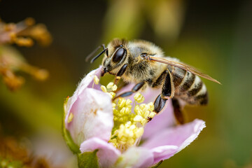 Bee on a white blackberry flower collecting pollen and nectar for the hive