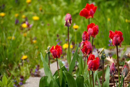 red tulip buds rococo parrot varieties grow in the garden among the greenery. side view . spring colors