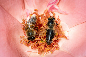 Bee on a pink rose gathering pollen and nectar