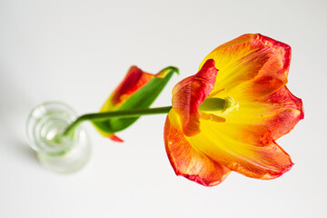 bright creative tulip flower on white background