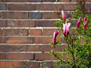 young tree with pink magnolia buds growing on a brown brick wall background side view