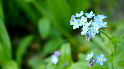 sprig of small blue forget-me-not flowers grow in the garden on a green background side view