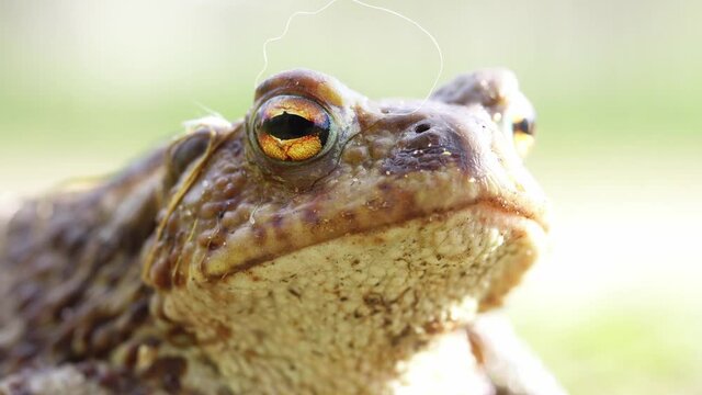 Face of a big toad outdoors macro