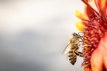 Bee on a orange flower collecting pollen and nectar for the hive
