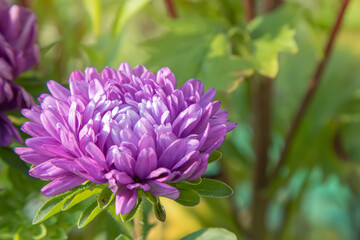 Purple dahlia flower close up in the garden on a green background