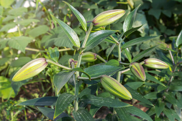 Bush with lily buds in the garden