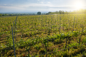 Fototapeta na wymiar agricultural Georgia farm wine production. aerial Rural scene spring valley and mountains. Fresh morning air sun light Countryside local wine. Drone flies above young spring vineyard 