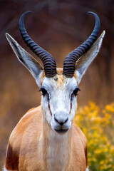 Springbok, Antidorcas marsupialis, Khama Rhino Sanctuary, Serowe, Botswana, Africa