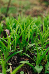 grass