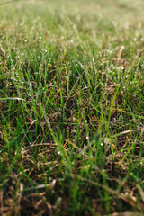 green grass background