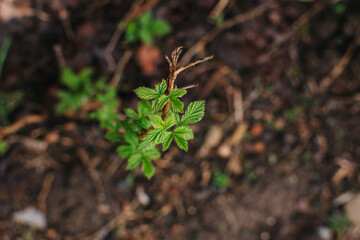 plant