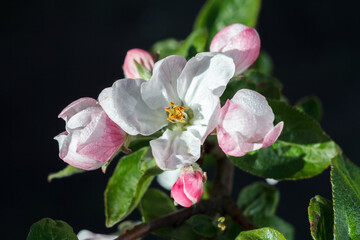 Branch of blooming apple tree in a spring orchard.