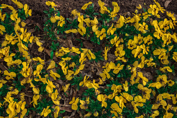 yellow flowers background