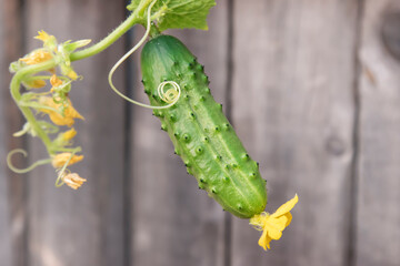 Green small cucumber close-up on a wooden background