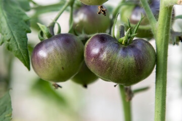 Green growing tomatoes in the garden, close-up