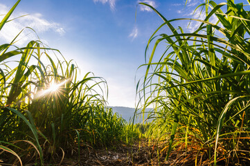 sugar cane with sunrise and blue sky background in farmland