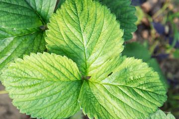 Green strawberry leaf in the garden close-up