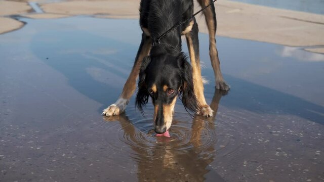 Saluki dog drink water from a puddle