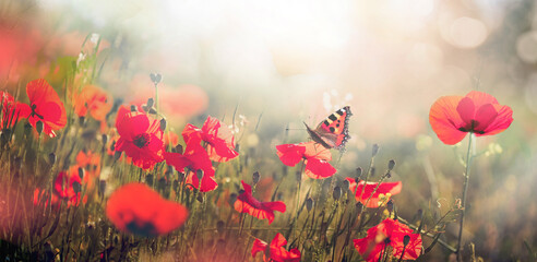 Natural landscape with blooming field of poppies at sunset. Poppies flowers and butterfly in nature...