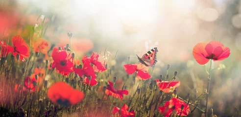 Zelfklevend Fotobehang Natural landscape with blooming field of poppies at sunset. Poppies flowers and butterfly in nature in morning sunlight. © Laura Pashkevich