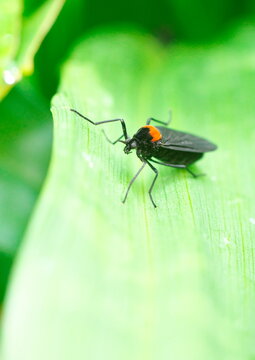 「ケバエ」の写真素材 254件の無料イラスト画像 Adobe Stock