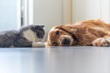 British Shorthair and Golden Retriever