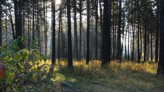 Beams of bright light move between pine trunks. Sun rays between trees in autumn forest