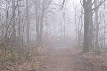 a footpath on a foggy day in winter in Kruisbergse Bossen in The Achterhoek 