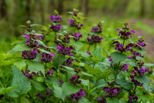 jasnota purpurowa (Lamium purpureum) podczas kwitnienie w lesie