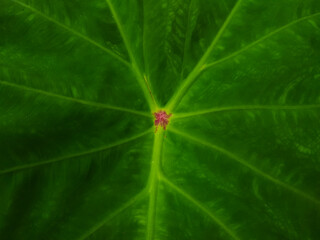 Taro plant (Colocasia esculenta) leaves, green leaves background
